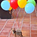 Kostum Halloween Anjing yang Terinspirasi dari Film 'Up'