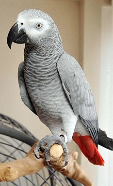 Burung Nuri Bisa Bahasa Inggris dan Urdu