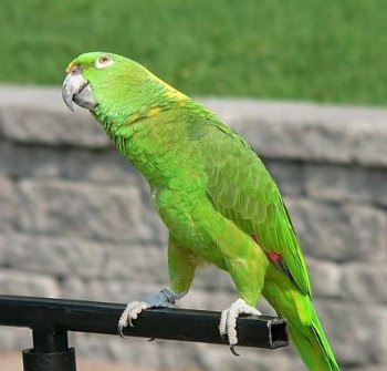 Burung Beo Bantu Polisi Tangkap Pencurinya