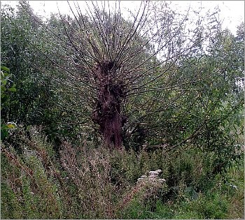 Pohon Willow Unik Yang Hanya Ada Satu di Dunia