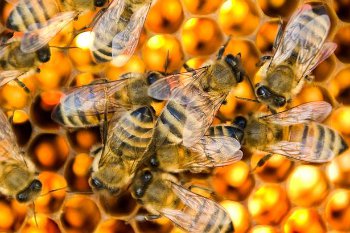  Lebah  di Perancis Tiba Tiba Hasilkan Madu Warna  Biru