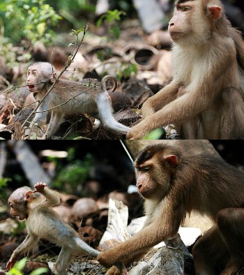 Foto Lucu Anak Monyet Dihalangi Kabur Oleh Induknya