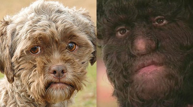 Anjing Miliki Wajah Mirip Manusia Hebohkan Netizen