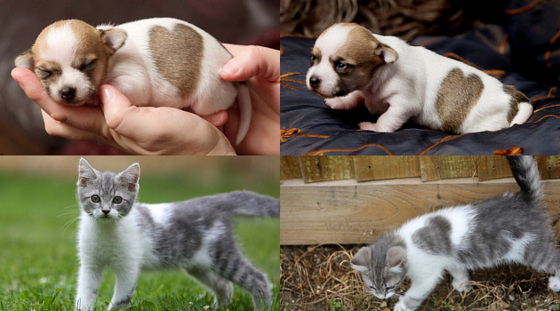 Lucunya Anak Anjing Dan Kucing Ini Punya Bulu Motif Hati