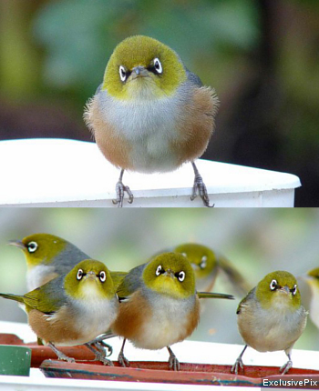 9000 Gambar Burung Angry Bird HD 9000 Gambar Burung Angry Bird HD
