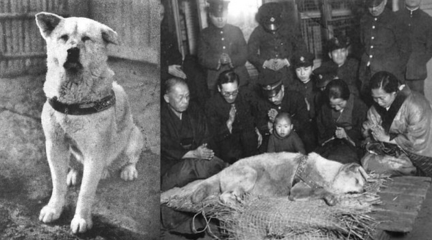 Inilah Foto Terakhir Anjing Hachiko