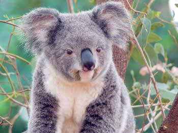 Kotoran Koala Ternyata Dipercaya Bawa Keberuntungan