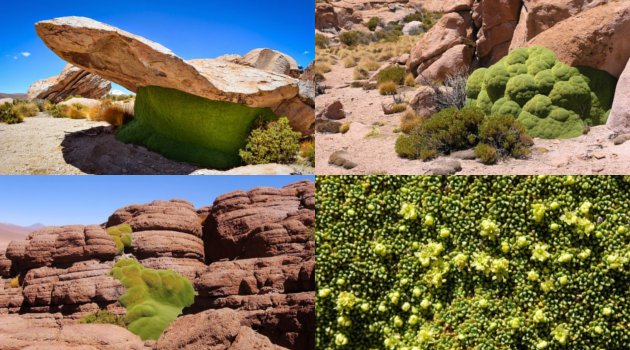 Yareta, Tanaman Berusia 3 Ribu Tahun di Andes