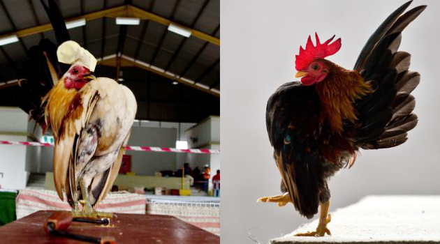 Uniknya Ayam Serama yang Mungil di Malaysia