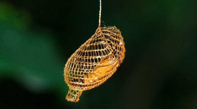 Untaian Kepompong Jala Terindah Milik Ulat di Amazon