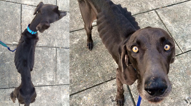 Anjing Kurus Ini Bertahan Hidup Usai Telan Batu Dan Ranting