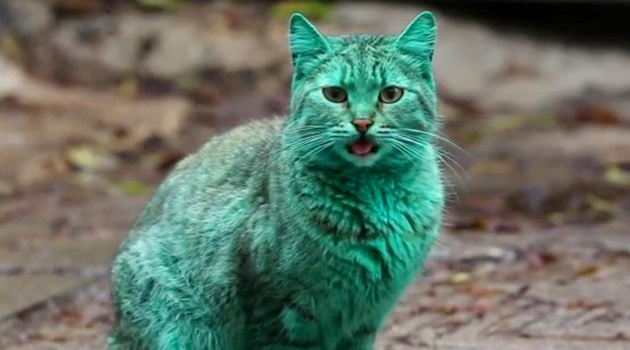 Lirik Lagu Si Kucing