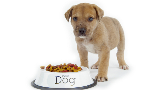 Iuwh Pria Ini Berprofesi Sebagai Pencicip Makanan Anjing