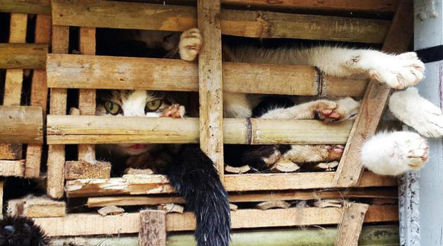 Sadis, 3 Ton Kucing Hidup Ini Akan Dijadikan Makanan di Vietnam