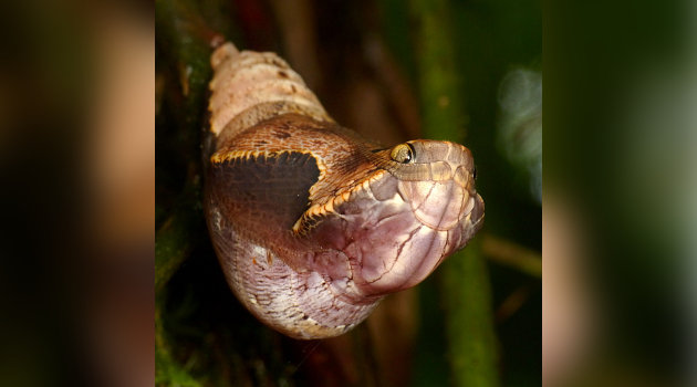 Jangan Tertipu, Kepala Ular Seram Ini Sebenarnya Kepompong