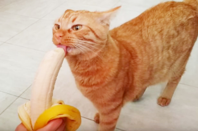 Mao Kucing Pecinta Buah Yang Lahap Makan Pisang