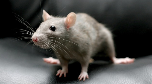 Shio tikus dan Babi