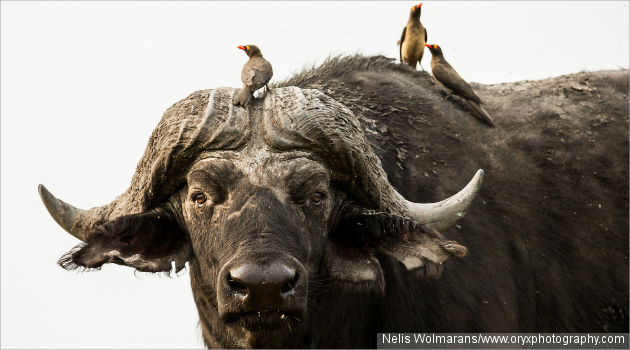 Kocaknya Ekspresi Kerbau Saat Oxpecker Cari Makan Di Hidungnya