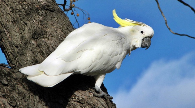 Cerdas, Burung Kakatua Gunakan Cangkir untuk Buat Suara 