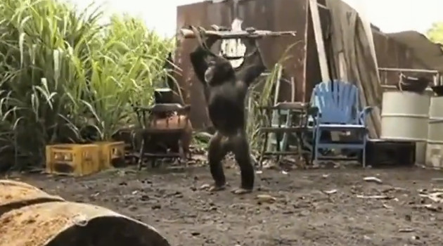 Bikin Orang Kabur dengan Senapan, Monyet Ini Malah Buat Netter Ngakak