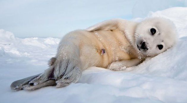 Bisa Pose Imut Hingga Seksi Anjing Laut Kecil Ini Bikin Gemas Netter