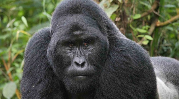 artikel perlindungan hewan langka Ngeri Seekor Gorila Berusaha Serang Pengunjung di Kebun artikel perlindungan hewan langka Ngeri Seekor Gorila Berusaha Serang Pengunjung di Kebun