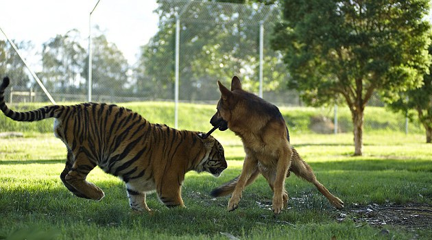 Manisnya Persahabatan Antara Harimau Dan Anjing Di Australia