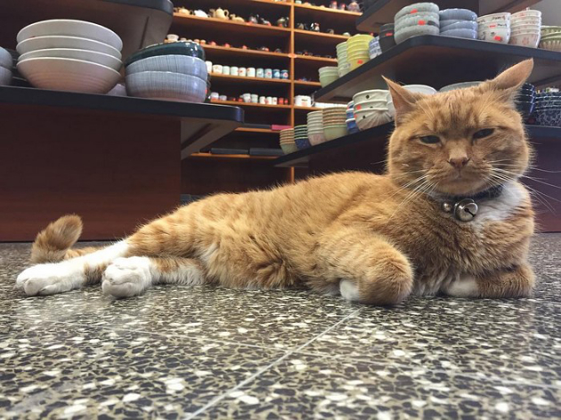 Tak Pernah Pergi, Kucing Ini Jadi Penjaga Toko Selama 9 Tahun Non-Stop