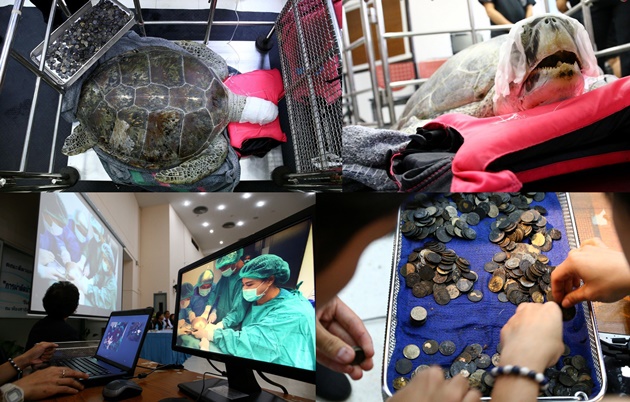 Miris, Penyu Ini Hampir Mati Usai Makan Ratusan Koin dari Pengunjung