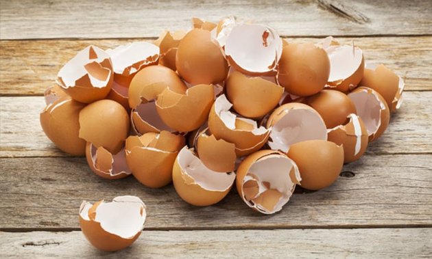 Biasa Dibuang Ternyata Cangkang Telur Punya Manfaat Luar 