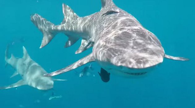 96 Gambar Ikan Hiu Predator HD Terbaru