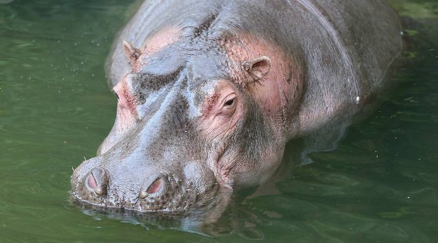Bantah Ada Perdamaian dan Jadikan Terduga Pelaku Sebagai Duta, Ini Klarifikasi Taman Safari