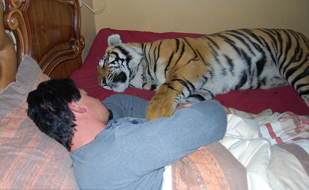 Pasangan di Afrika Selatan Pelihara Harimau di Dalam Rumah