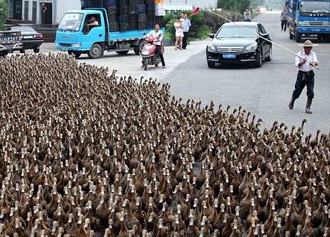 Cari Makan, 5 Ribu Bebek Bikin Macet Jalan di China