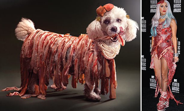 Lady Gaga Disamakan Dengan Seekor Anjing Poodle