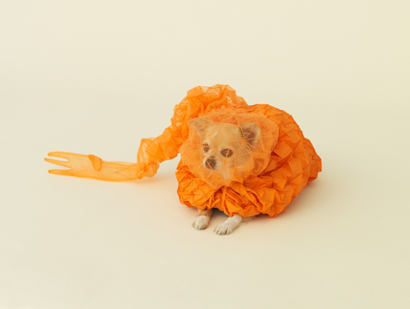 Pameran Kandang Anjing Unik Di Jepang