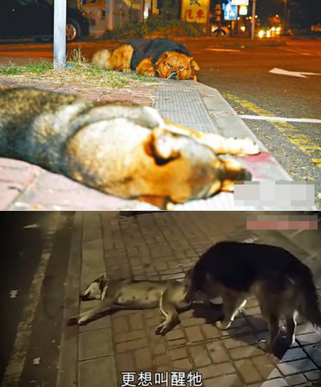 Sedih Anjing Ini Tunggui Mayat Temannya Yang Mati Tertabrak