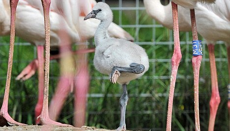  Burung  Flamingo Akhirnya Berkembang  Biak  Setelah 40 Tahun