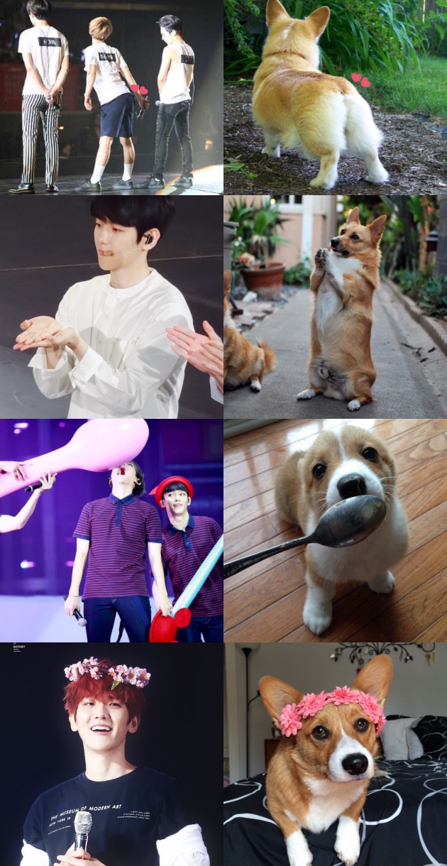 Cute Tingkat Tinggi, Foto Baekhyun dan Anjing Kabar, Berita