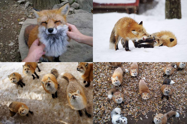 Keren Desa Ini Dikuasai Ratusan Rubah Lucu