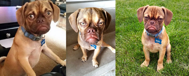 Earl, Si Grumpy Puppy yang Siap Susul Kepopuleran Grumpy Cat