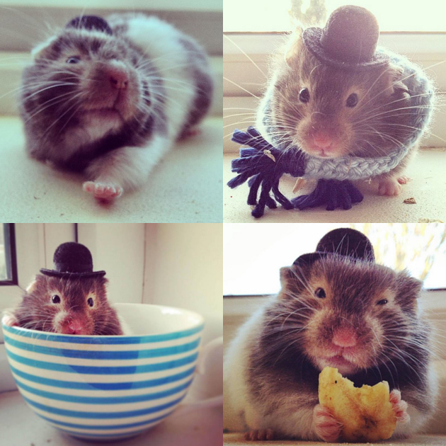 Lucunya Tiddly Whiskers Si Hamster  Imut dengan Topi Bowler 