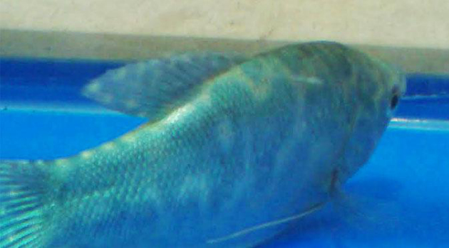 Ikan Sepat Berlafadz 'Allah' Ditemukan di Pademangan
