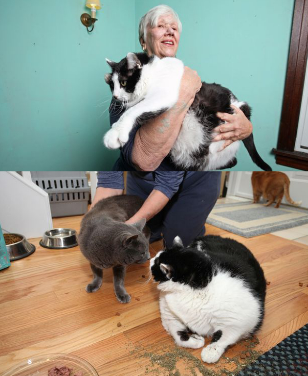 Sprinkles, Si Kucing Obesitas yang Seberat Bocah 4 Tahun