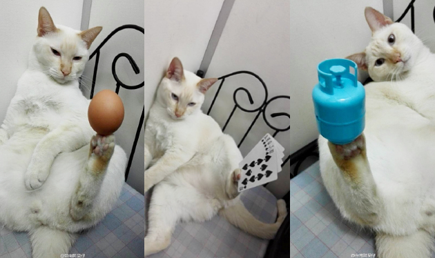 Kucing asal Malaysia mampu menyeimbangkan benda di cakarnya