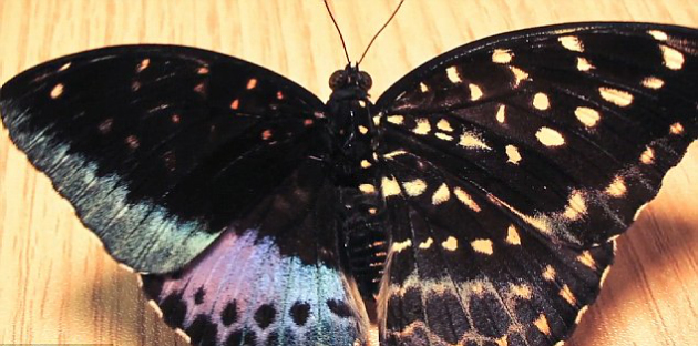 Keren, Kupu Kupu Kelamin Ganda Ditemukan di Amerika Serikat
