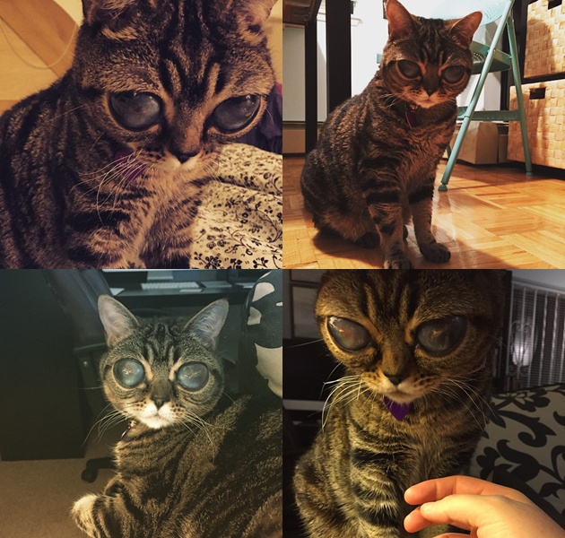 Matilda, Kucing Alien yang Jadi Seleb di Instagram