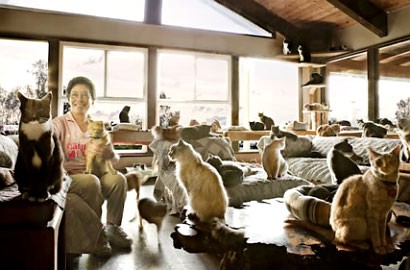 Wanita di California Pelihara 700 Kucing