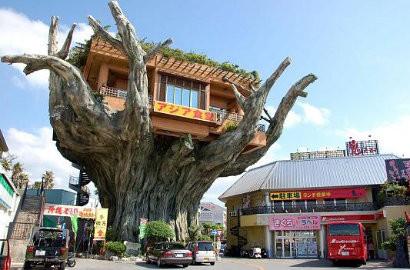 Restoran Atas Pohon Hadir di Jepang