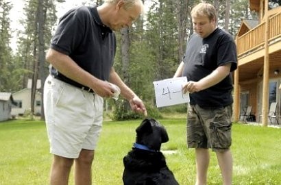Anjing di Montana Pintar Matematika